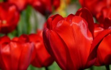Red tulips wallpapers - Tulips