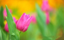 Pink tulip flower wallpaper
