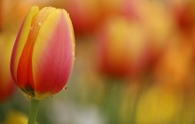Red and yellow tulip wallpaper - Tulips