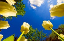 Yellow tulips and sunny sky wallpaper - Tulips