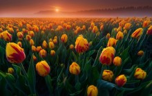 Rembrandt tulips sunrise wallpaper