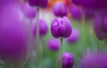 Purple tulips wallpaper