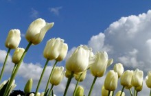 White tulips wallpaper - Tulips