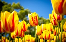 Yellow and red tulips wallpaper - Tulips