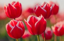 Tulips images