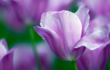 Delicate violet tulip wallpaper - Tulips
