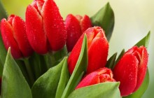 Red tulips image