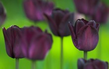 Queen of the night tulip wallpaper - Tulips