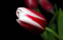 Red and white tulip wallpaper