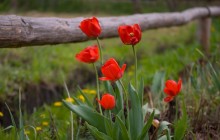 Tulips photos - Tulips