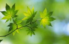 Maple leaf wallpaper - Grass & leafs