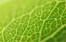Macro leaf wallpaper - Grass & leafs