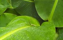 Banana leaf wallpaper - Grass & leafs