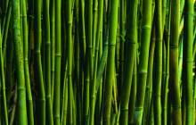 Bamboo wallpaper - Grass & leafs