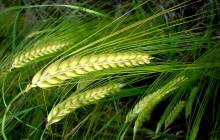Ears of wheat wallpaper - Grass & leafs