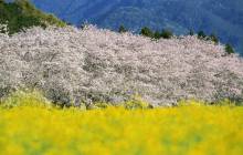 Cherry blossom trees - Cherry blossoms