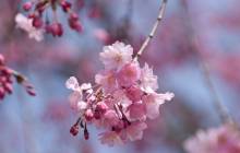 Cherry blossom background - Cherry blossoms