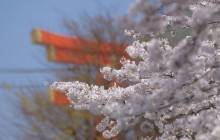 Cherry blossom wallpaper - Cherry blossoms