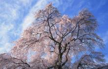 Cherry blossom tree wallpaper - Cherry blossoms