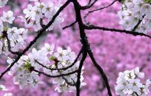 Cherry blossom backgrounds - Cherry blossoms