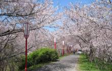 Japanese cherry blossom tree - Cherry blossoms