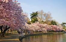 Cherry blossom tree - Cherry blossoms