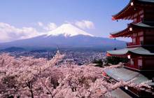 Japanese cherry blossom wallpaper - Cherry blossoms