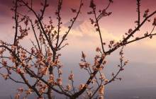 Cherry blossom pictures - Cherry blossoms