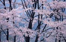 Japanese cherry blossom pictures - Cherry blossoms