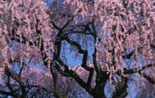 Pink cherry blossom wallpaper - Cherry blossoms