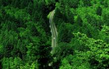 Forest road wallpaper - Roads