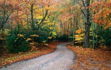 Autumn road wallpaper - Roads