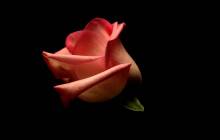 Single rose wallpaper - Roses