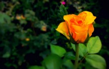 Yellow rose - Roses