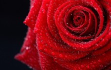 Big rose wallpaper - Roses