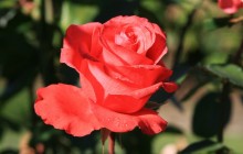 Rose wallpaper hd - Roses