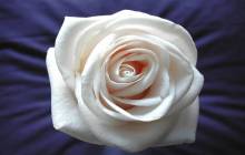 White rose wallpaper - Roses