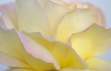 Peace rose wallpaper - Roses