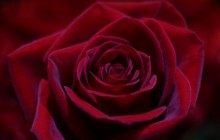 Big red rose - Roses