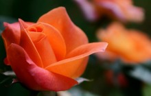 Orange roses - Roses