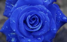 Blue rose - Roses