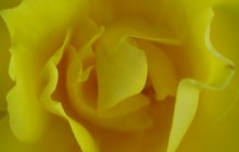 Yellow rose wallpaper - Roses