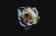 Black and white rose wallpaper - Roses