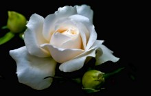 White rose desktop wallpaper - Roses