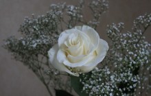 White rose flower - Roses