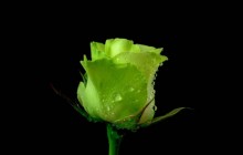 Green rose - Roses