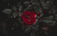 Dark red rose - Roses