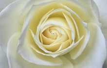 Delicate elegance rose - Roses