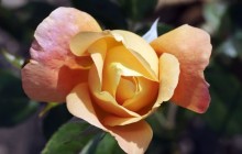 Orange rose whatton wallpaper - Roses