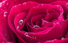 Beautiful pink rose wallpaper - Roses